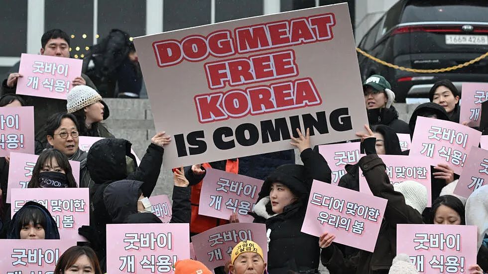 韩国将全面覆灭狗肉产业链，违者面临巨额罚款或监禁？！韩国网友反应不一（组图） - 28