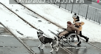 【宠物】主人做好事帮忙推轮椅，狗子居然也跟着学，这也太有灵性了（组图） - 3