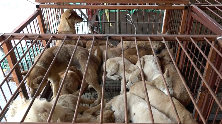 韩国将全面覆灭狗肉产业链，违者面临巨额罚款或监禁？！韩国网友反应不一（组图） - 4