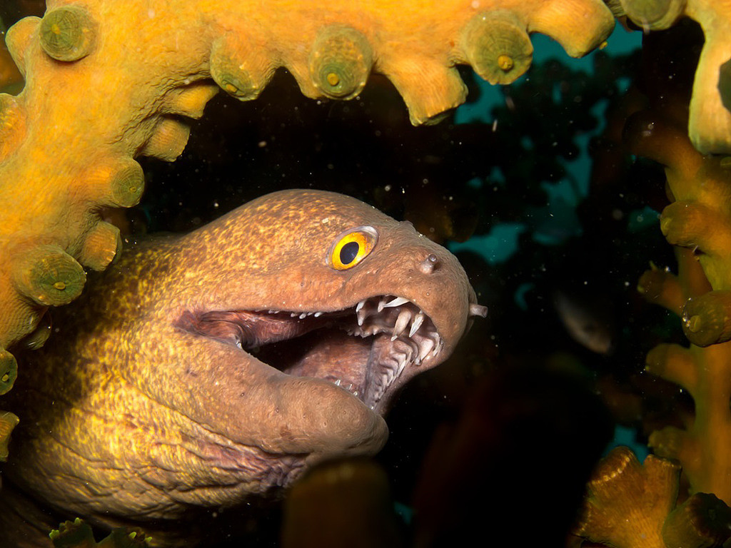 澳洲渔夫捕获2.7米海怪，满脸皱褶+巨嘴尖牙，惊悚照片曝光（组图） - 1