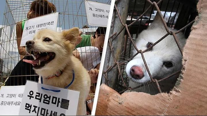 韩国将全面覆灭狗肉产业链，违者面临巨额罚款或监禁？！韩国网友反应不一（组图） - 10