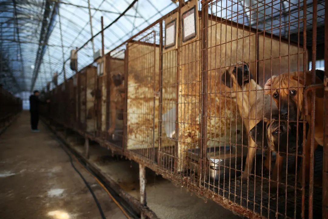 韩国将全面覆灭狗肉产业链，违者面临巨额罚款或监禁？！韩国网友反应不一（组图） - 7