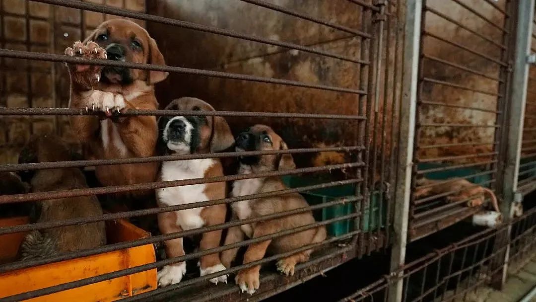 韩国将全面覆灭狗肉产业链，违者面临巨额罚款或监禁？！韩国网友反应不一（组图） - 5