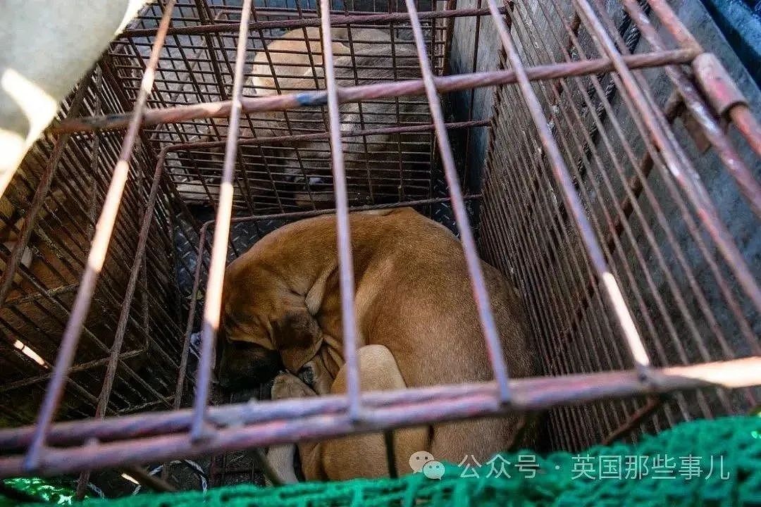 韩国禁止狗肉贩卖！结果反对者扬言要到总统府门口放生200万只狗（组图） - 2