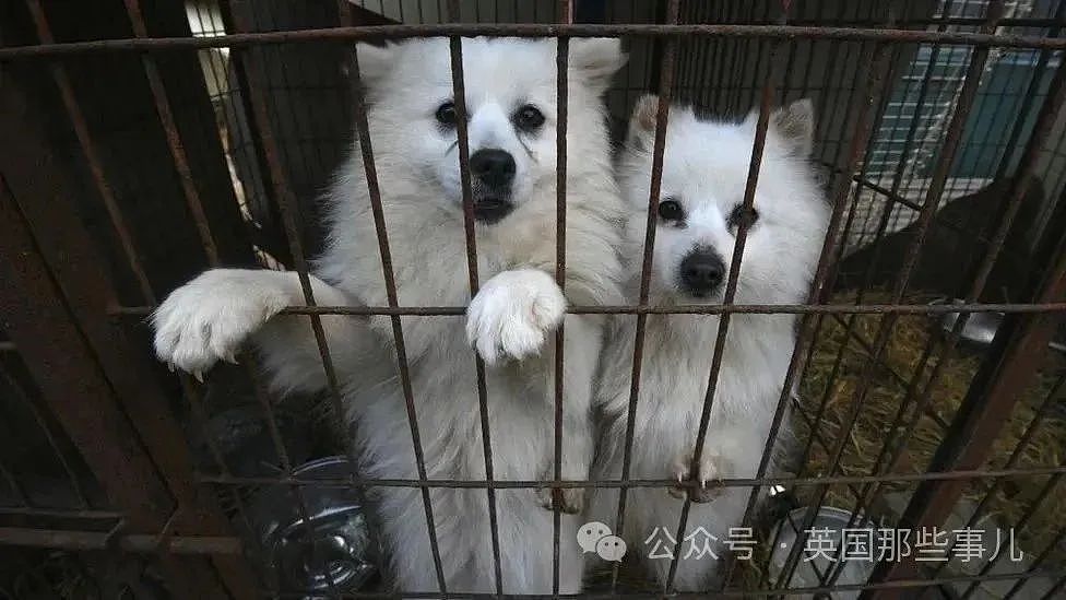 韩国禁止狗肉贩卖！结果反对者扬言要到总统府门口放生200万只狗（组图） - 1