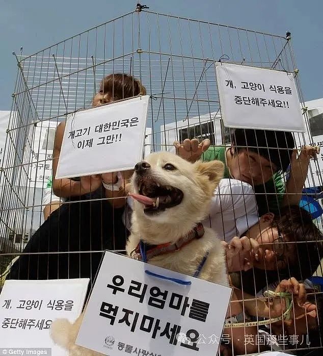 韩国禁止狗肉贩卖！结果反对者扬言要到总统府门口放生200万只狗（组图） - 12