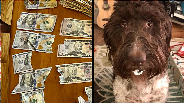 【宠物】狗狗吞掉$4000现金，夫妇竟然努力寻回大部分…（组图） - 3