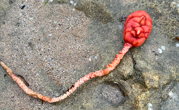 澳女墨尔本沙滩发现“血红色球状生物”，外星造型网热议：像连脊髓的脑（图） - 1