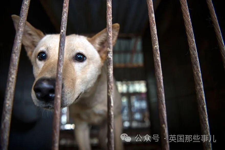 韩国禁止狗肉贩卖！结果反对者扬言要到总统府门口放生200万只狗（组图） - 15