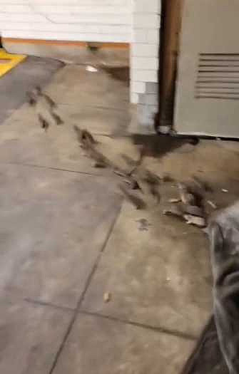 慎入！纽约地铁站惊见游民与老鼠同睡，打开毯子后…老鼠竟成团逃跑（视频/组图） - 3