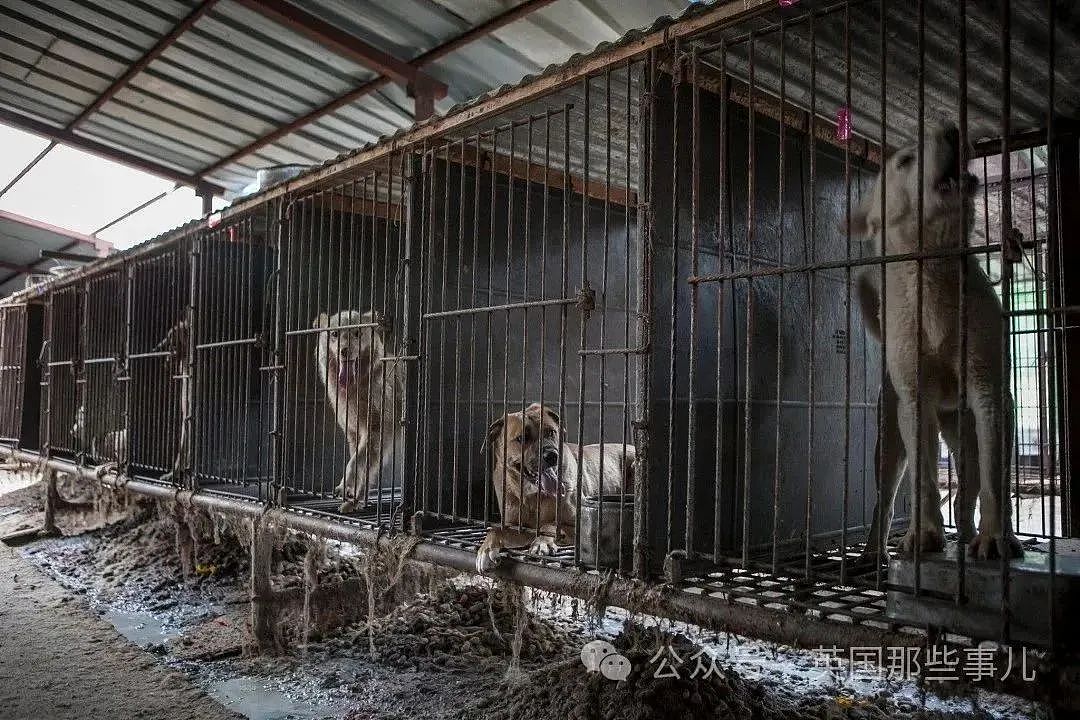 韩国禁止狗肉贩卖！结果反对者扬言要到总统府门口放生200万只狗（组图） - 11