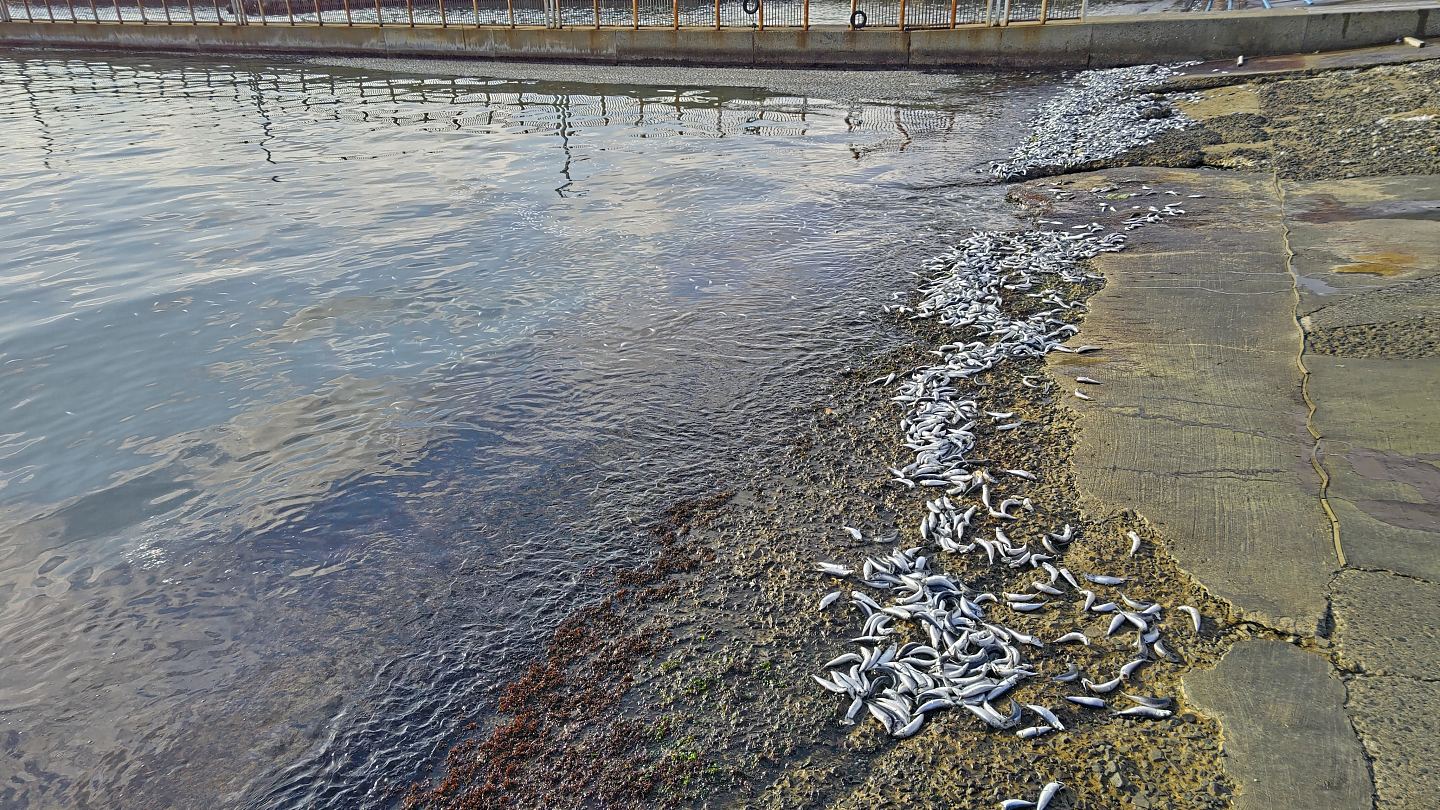 日本再现大量沙丁鱼尸体，堆满北海道1公里海岸，学者揭可能原因（组图） - 3