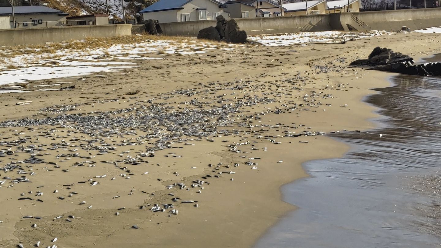 日本再现大量沙丁鱼尸体，堆满北海道1公里海岸，学者揭可能原因（组图） - 2