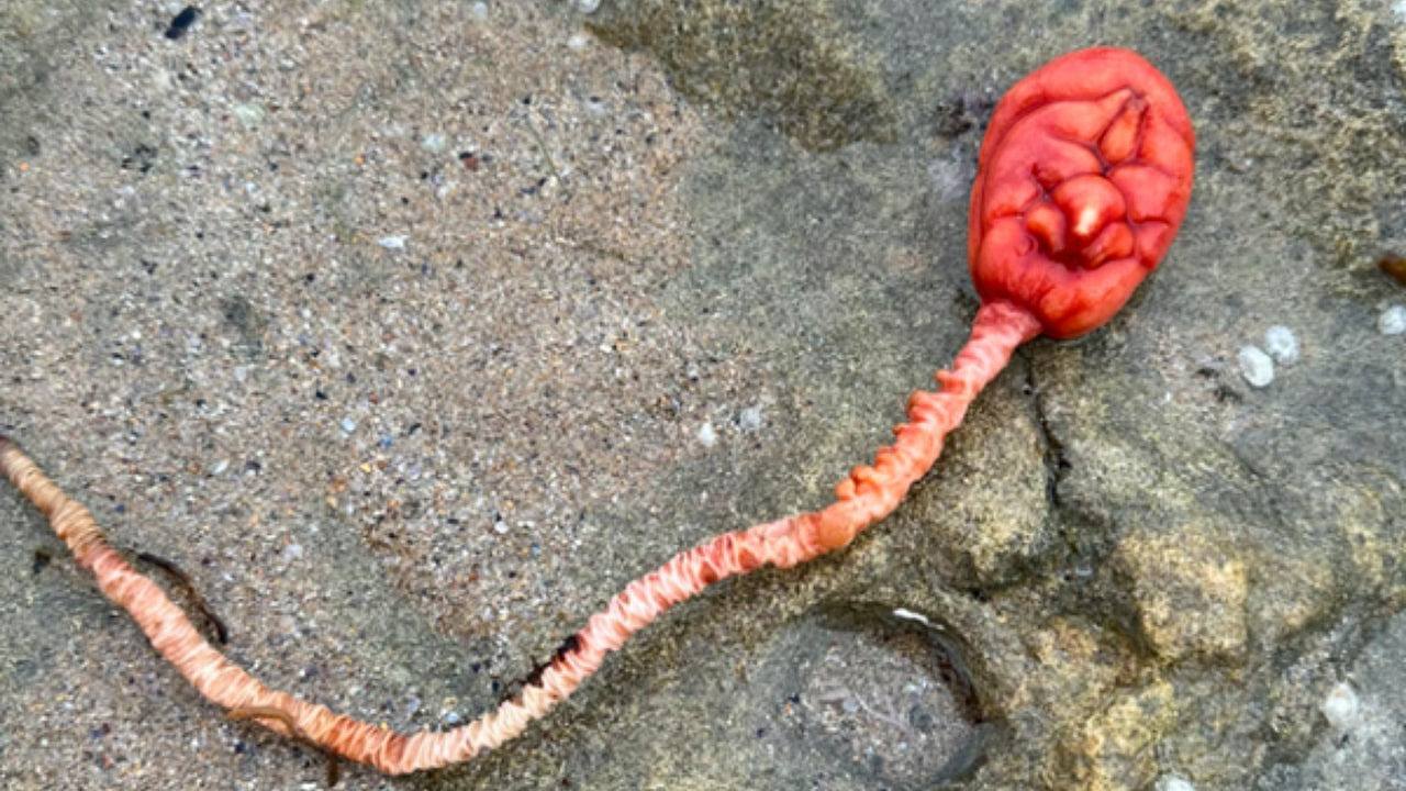 红色球状物体竟是澳洲这种海洋生物，网民：好像来自另外一个星球（组图） - 1