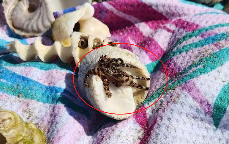澳洲父母紧急警告：千万别让孩子捡海滩上的贝壳，重则丧命！（组图） - 6