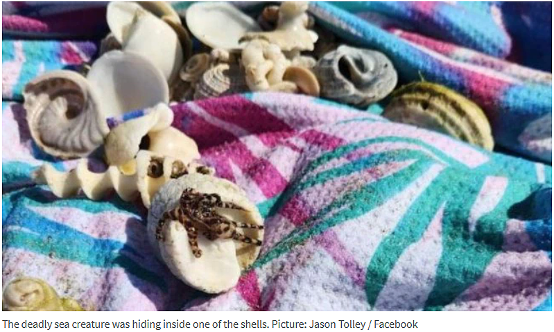 澳洲父母紧急警告：千万别让孩子捡海滩上的贝壳，重则丧命！（组图） - 4