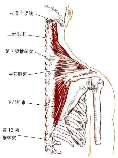 【健康】为什么10个肩颈痛患者，9个是“斜方肌”出问题？（组图） - 2