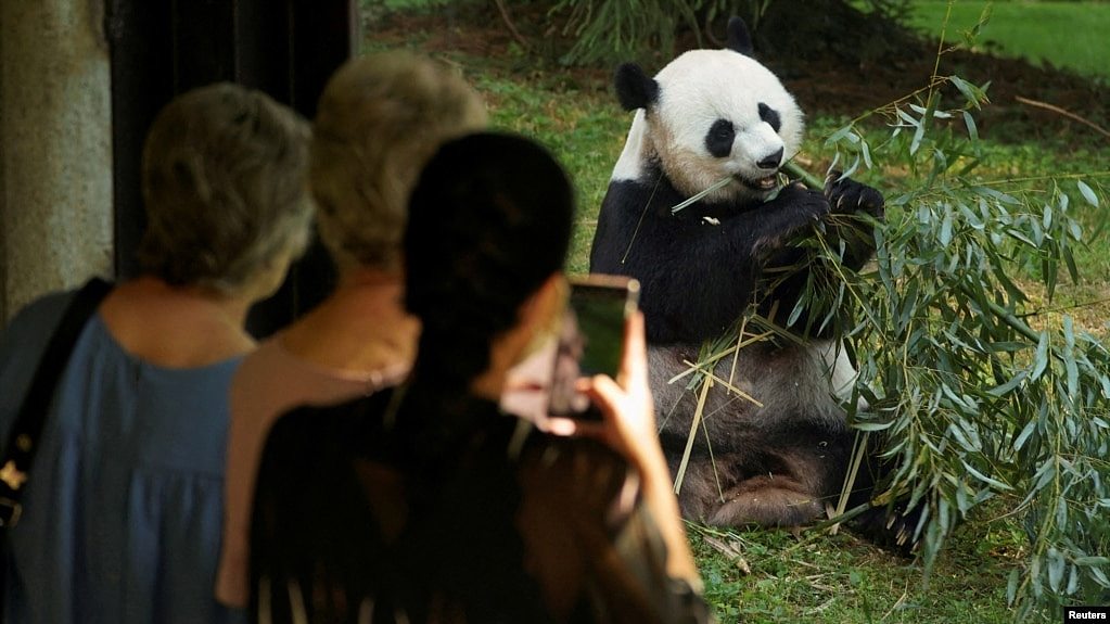 中国重启“熊猫外交”，大熊猫还能拉近美中人民的“心灵距离”吗？ - 1