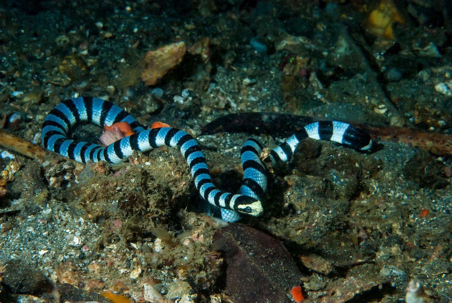 惊！澳美女海滩合照“环纹蛇”；专家指比响尾蛇毒10倍：她在玩命（组图） - 3