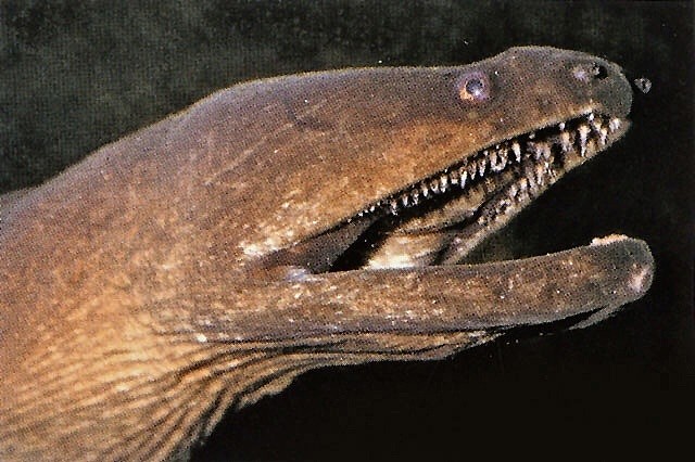 澳洲男子捕到“海怪”，像鳗鱼又像蟒蛇的生物是什么？（组图） - 4
