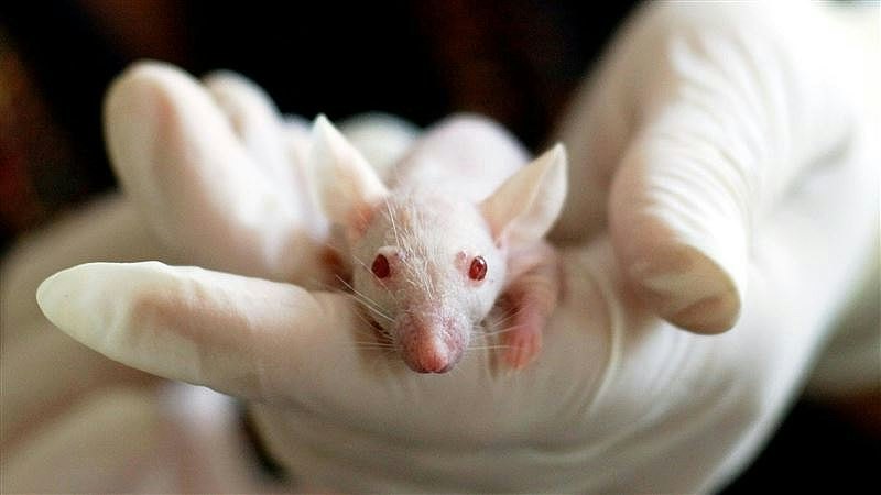 中国研发新冠状病毒实验鼠致死率100%，英美学界轰可怕且无意义（图） - 1