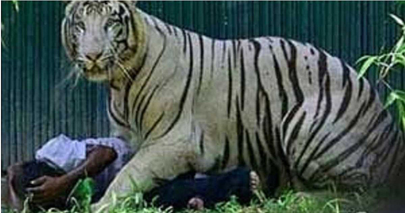 翻越动物园围栏！印度男“跳入老虎地盘”遭咬死！挣扎15分钟无人救援（组图） - 2