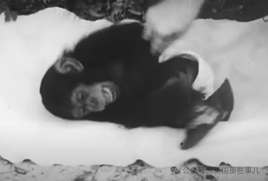他们把猩猩宝宝和亲娃一起抚养，几个月后，孩子身上出现了可怕的变化…（组图） - 13