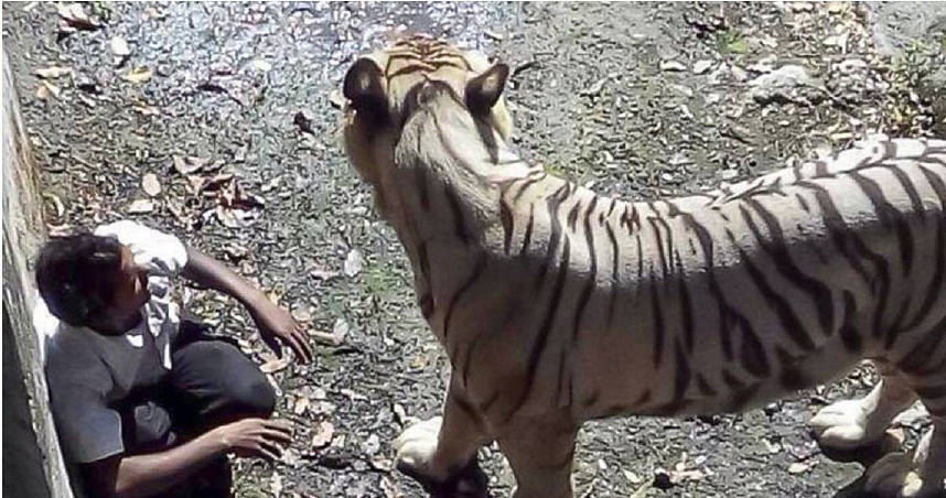 翻越动物园围栏！印度男“跳入老虎地盘”遭咬死！挣扎15分钟无人救援（组图） - 1