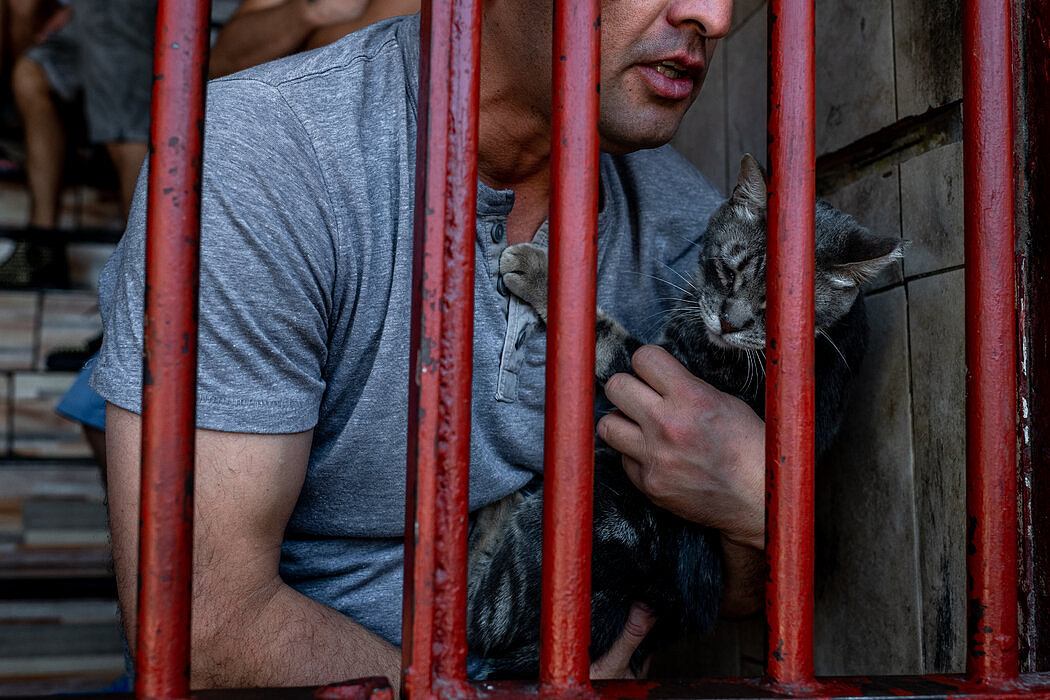 在智利最大的监狱，囚犯们爱上了猫（组图） - 3