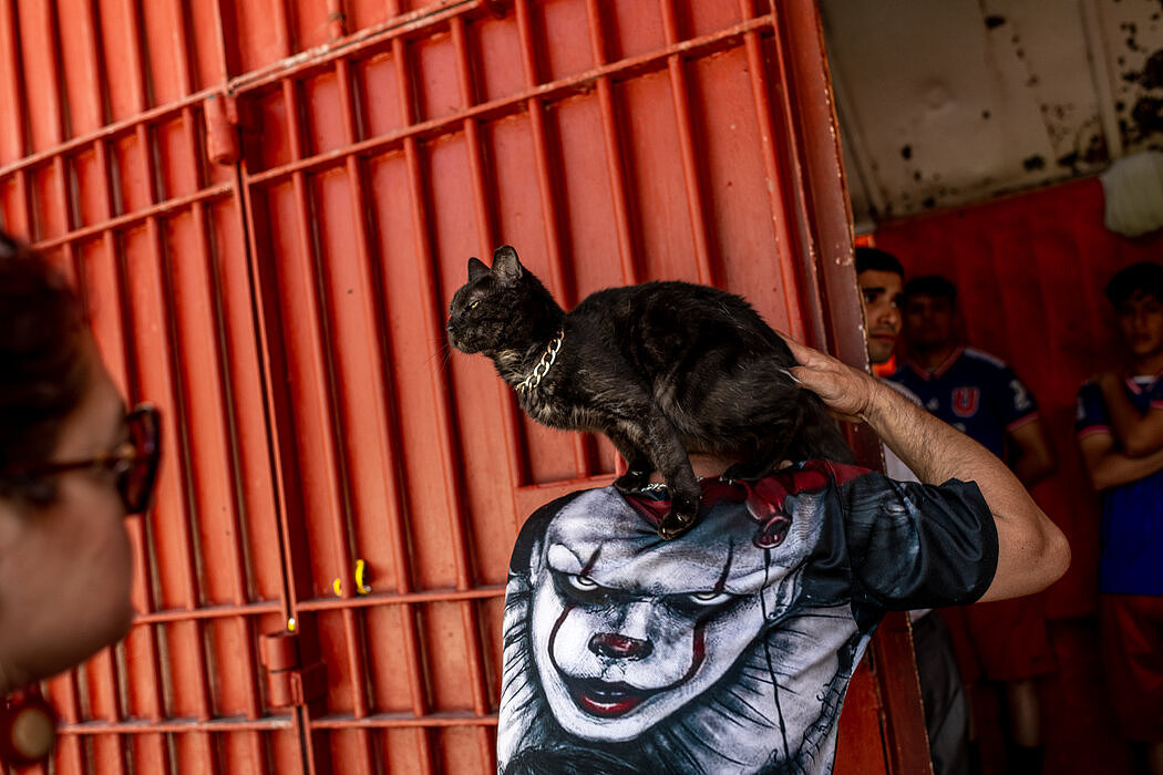 在智利最大的监狱，囚犯们爱上了猫（组图） - 1