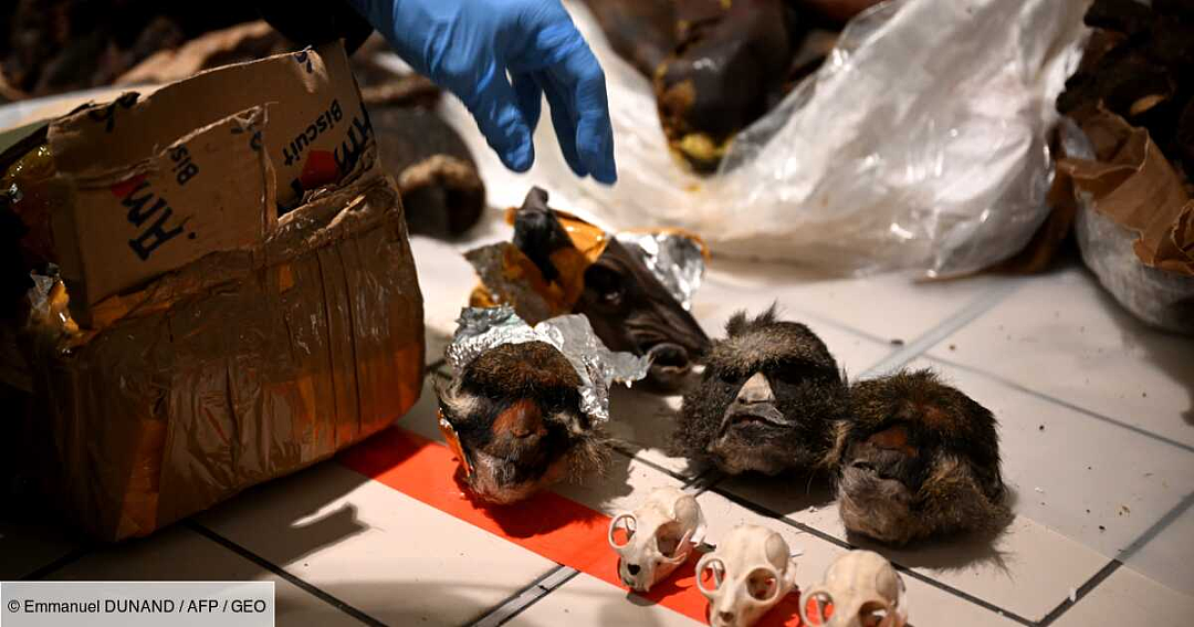 巴黎摊贩卖濒危猴子肉吓坏法国人！从飞机手提箱空运来的！海关安检都吐了啊···（组图） - 13