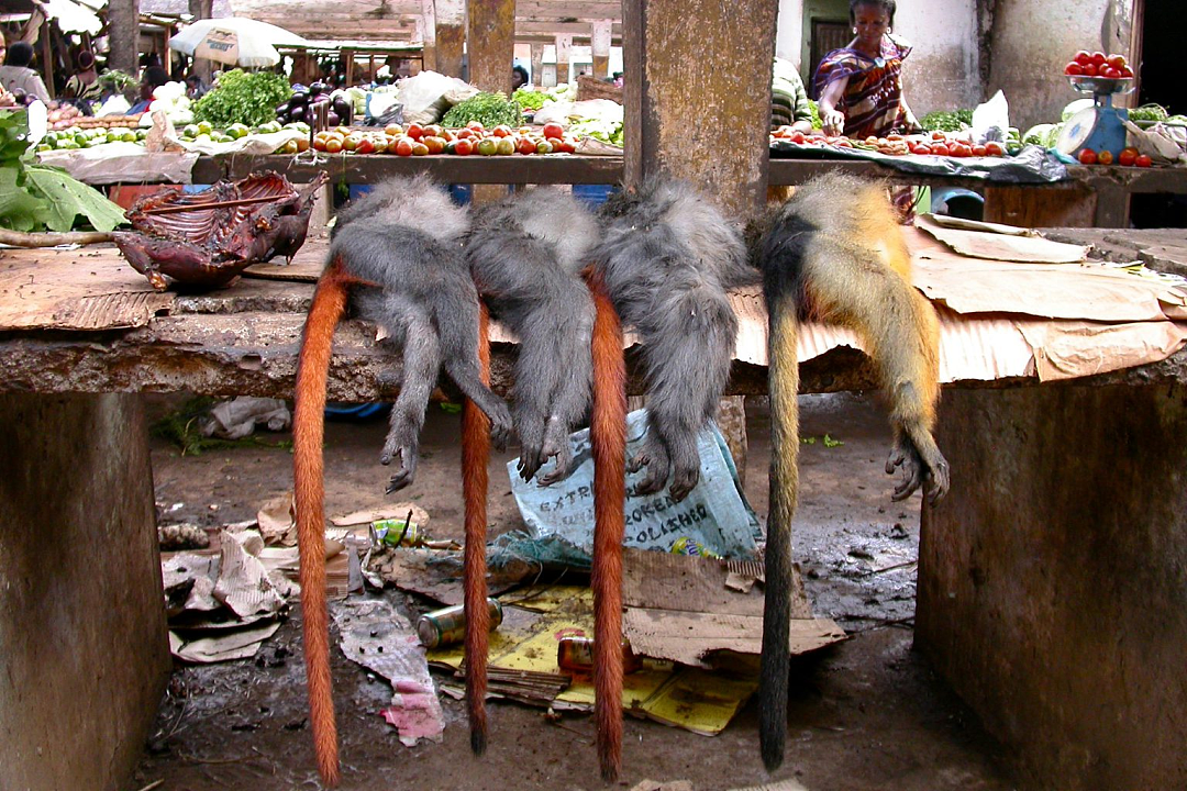 巴黎摊贩卖濒危猴子肉吓坏法国人！从飞机手提箱空运来的！海关安检都吐了啊···（组图） - 5