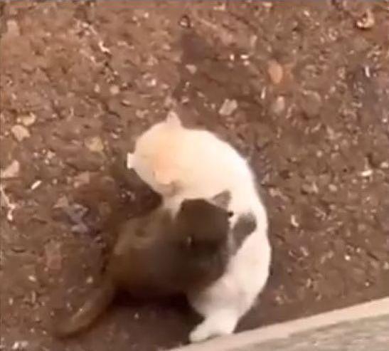 昆明动物园猴子虐猫惹公愤，园方：近期将移出（视频/组图） - 3