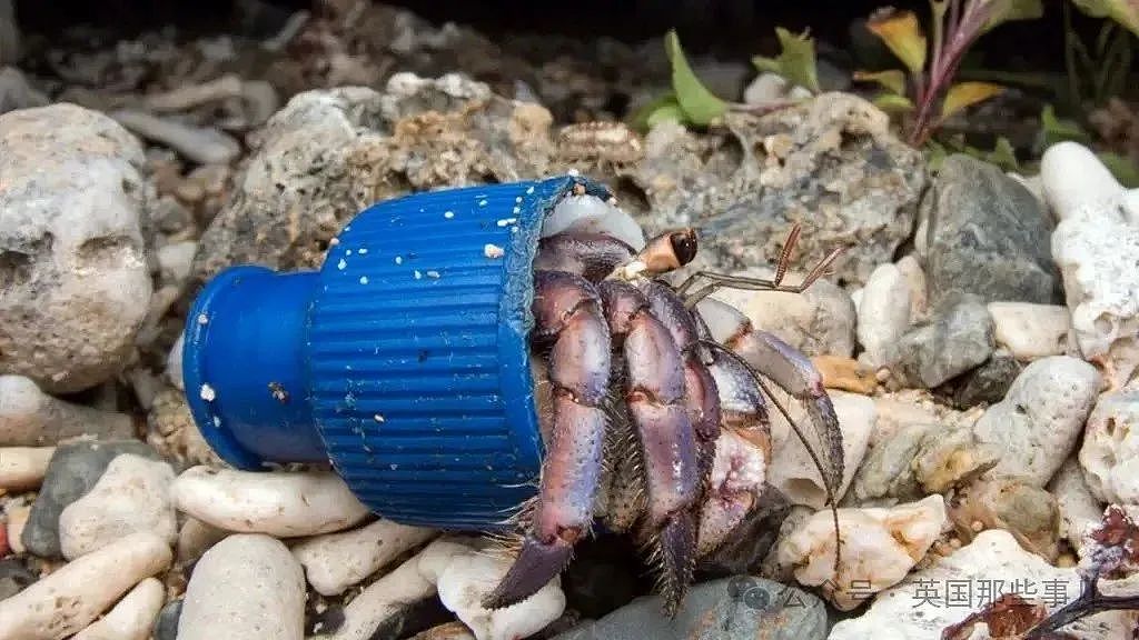 澳洲50万只寄居蟹爬进塑料瓶被卡死！寄居蟹变“垃圾蟹“，人类扔的垃圾成了它们的豪华婚房…画风太诡异（组图） - 12
