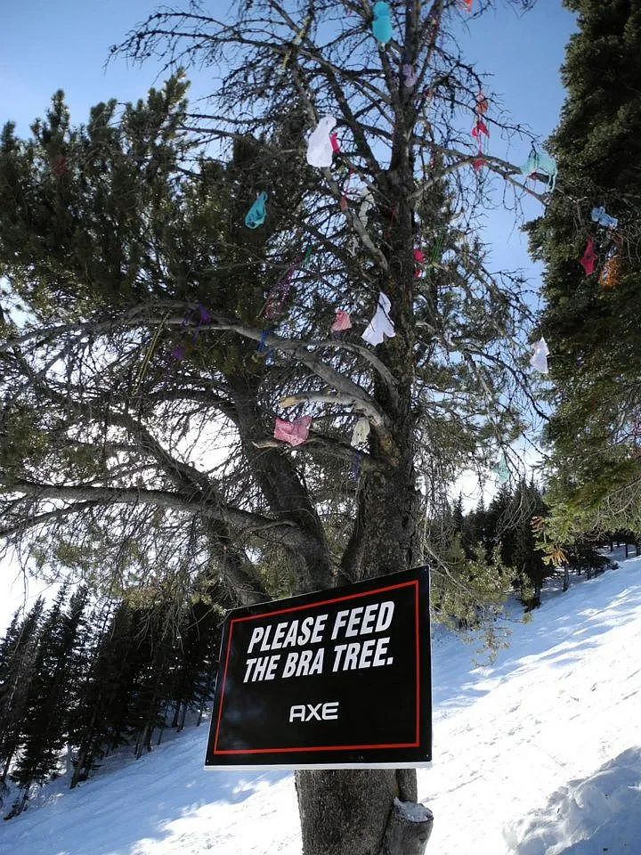 为什么美国滑雪场的树上总挂满了胸罩（组图） - 12