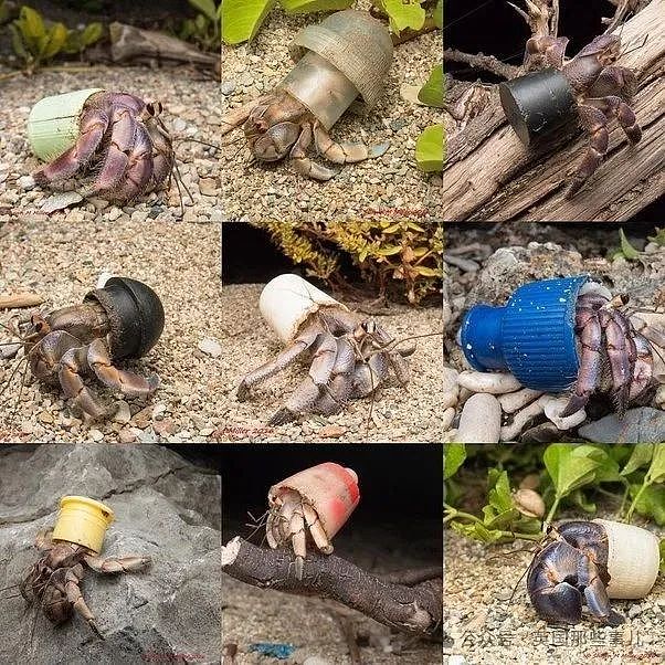 澳洲50万只寄居蟹爬进塑料瓶被卡死！寄居蟹变“垃圾蟹“，人类扔的垃圾成了它们的豪华婚房…画风太诡异（组图） - 14