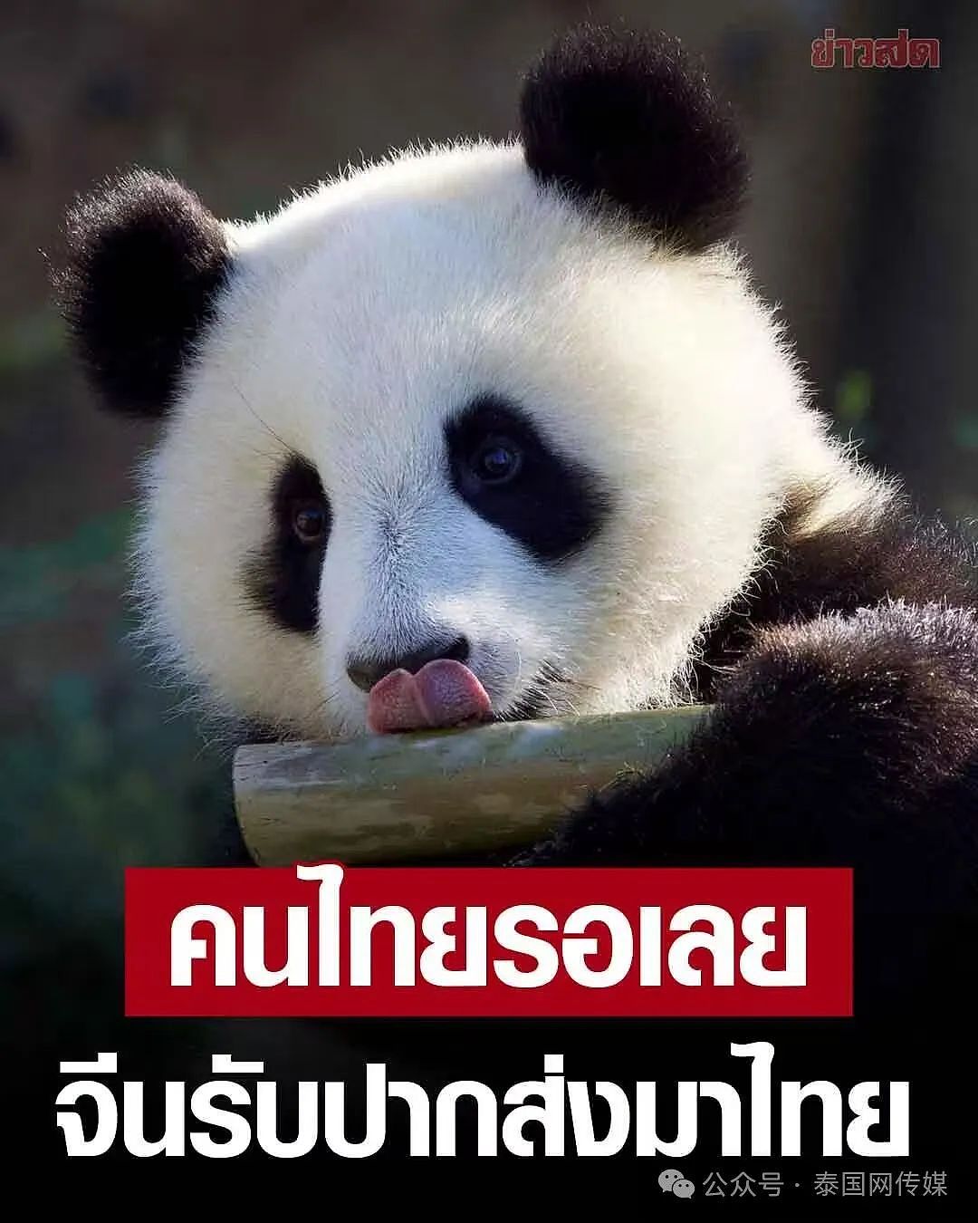 中国大熊猫再赴泰国！总理赛塔称：清迈动物园将再次拥有熊猫（组图） - 3