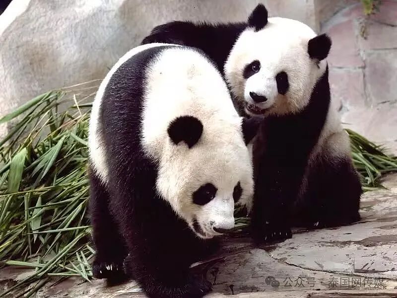 中国大熊猫再赴泰国！总理赛塔称：清迈动物园将再次拥有熊猫（组图） - 5