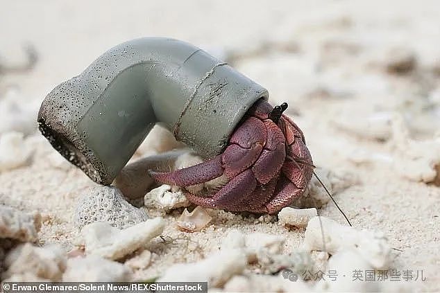 澳洲50万只寄居蟹爬进塑料瓶被卡死！寄居蟹变“垃圾蟹“，人类扔的垃圾成了它们的豪华婚房…画风太诡异（组图） - 6