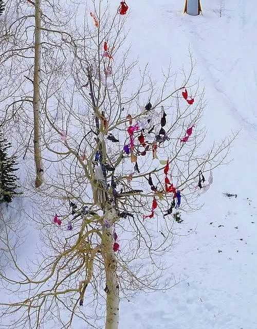 为什么美国滑雪场的树上总挂满了胸罩（组图） - 7