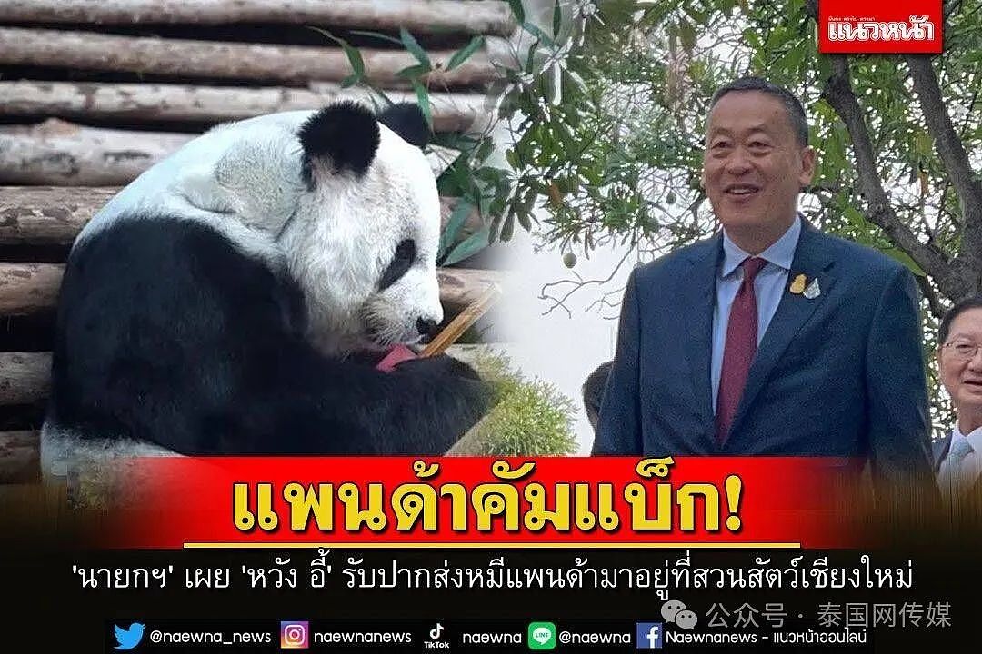 中国大熊猫再赴泰国！总理赛塔称：清迈动物园将再次拥有熊猫（组图） - 1