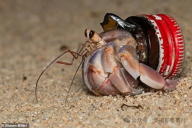 澳洲50万只寄居蟹爬进塑料瓶被卡死！寄居蟹变“垃圾蟹“，人类扔的垃圾成了它们的豪华婚房…画风太诡异（组图） - 9