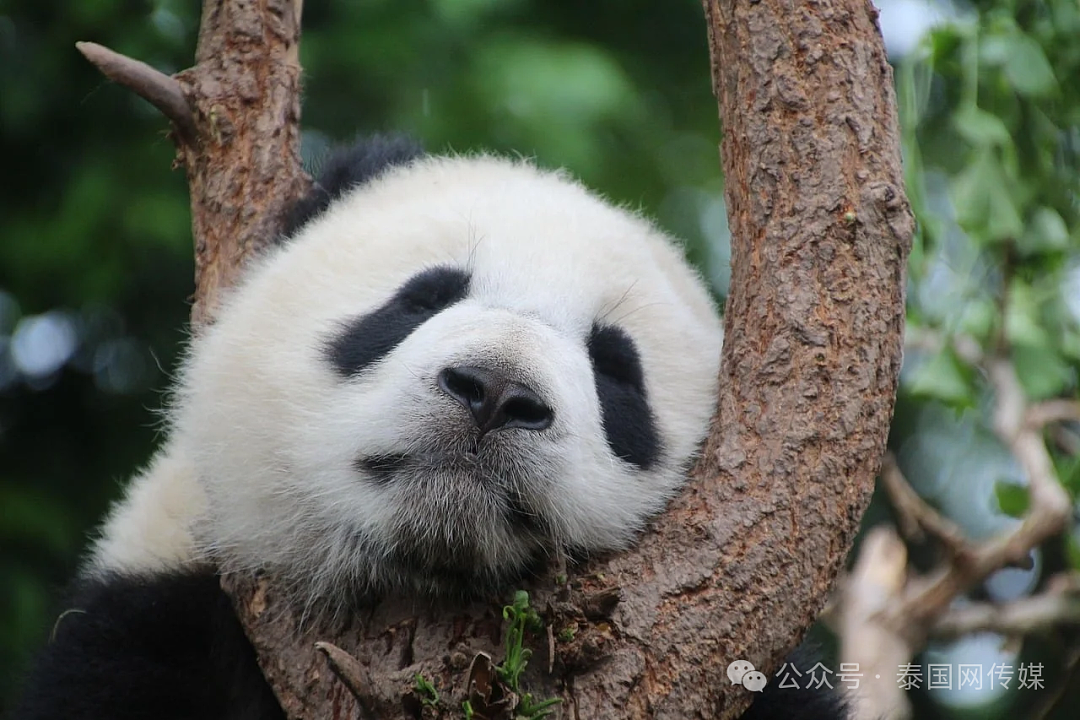 中国大熊猫再赴泰国！总理赛塔称：清迈动物园将再次拥有熊猫（组图） - 4