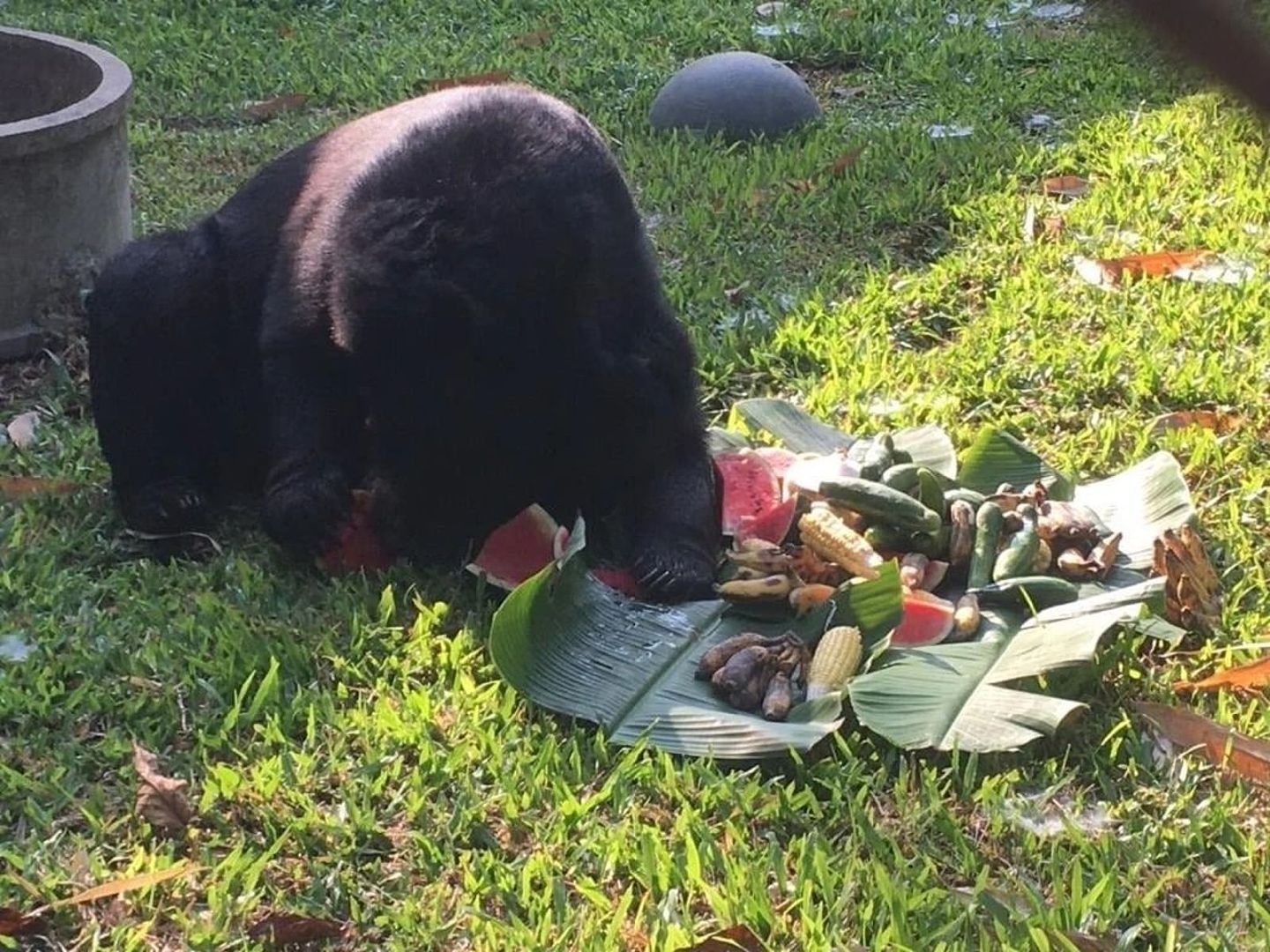 在泰国喂食黑熊遭狠咬，男子真的砍掉重练！自断右手保命（组图） - 1