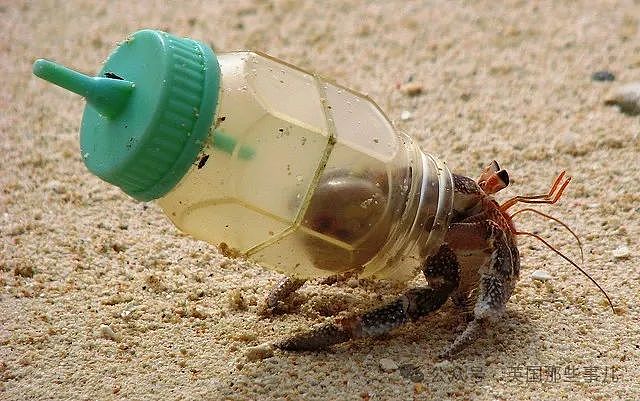 澳洲50万只寄居蟹爬进塑料瓶被卡死！寄居蟹变“垃圾蟹“，人类扔的垃圾成了它们的豪华婚房…画风太诡异（组图） - 11