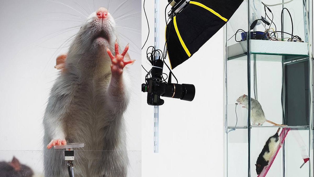 老鼠也爱自拍？动物实验发现牠们狂按快门数百次，反映1人类行为（组图） - 1