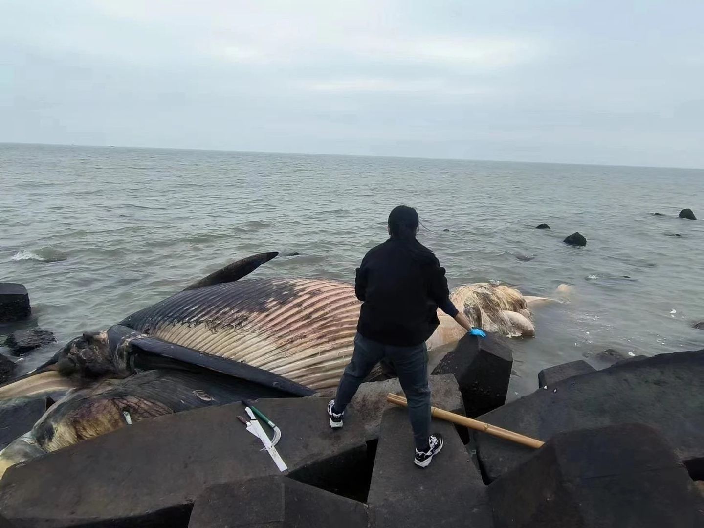 汕头东海岸鲸尸搁浅，农业农村局：暂无鲸爆危险后续或做成标本（组图） - 3