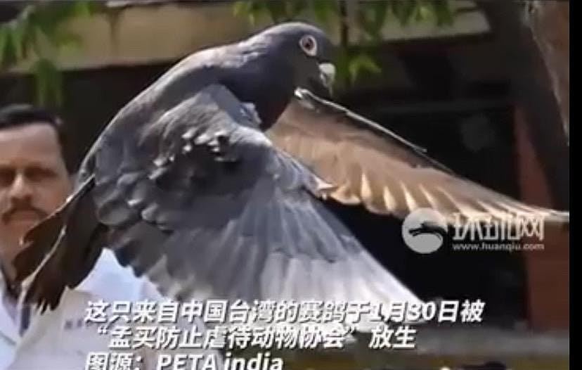 台湾赛鸽被印度怀疑是中国间谍鸽，遭“拘留”8个月后获释（组图） - 2
