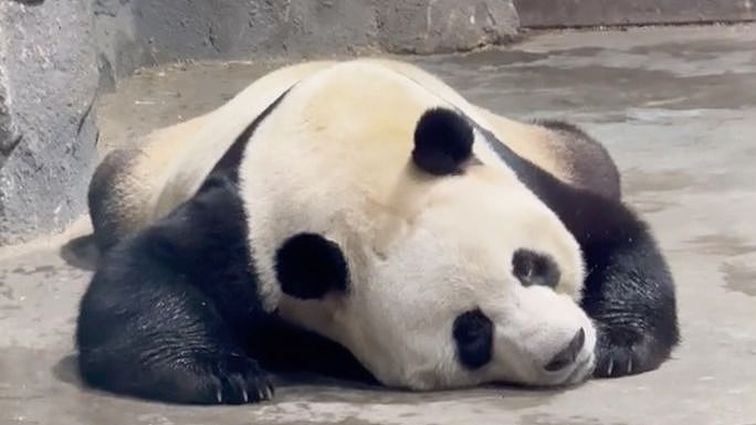 大熊猫“性感震臀”直播竟被停10分钟！网民：AI精准识别（视频/组图） - 7