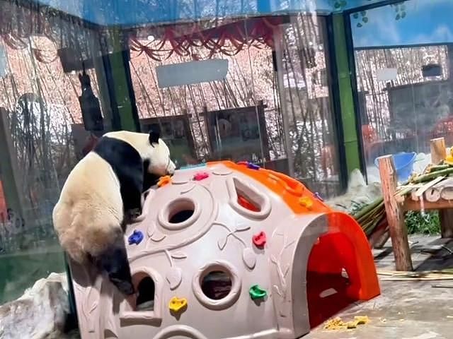 大熊猫“性感震臀”直播竟被停10分钟！网民：AI精准识别（视频/组图） - 5